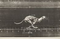 Animals in motion / Dog