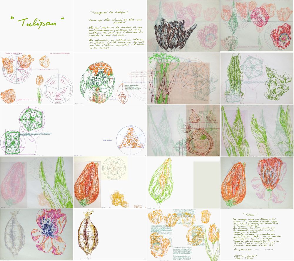 Tulipan - portfolio with text