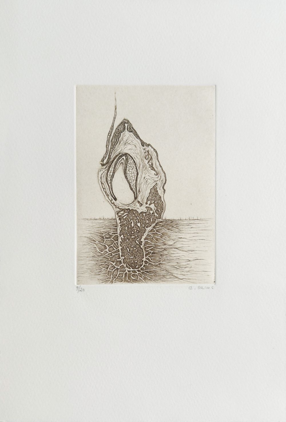 Histoire naturelle I (portfolio de 5 gravures)
