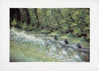 Bois de Boulogne 1963