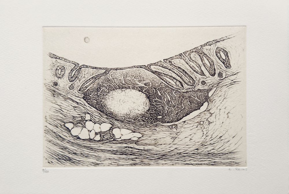 Histoire naturelle III (portfolio de 6 gravures)