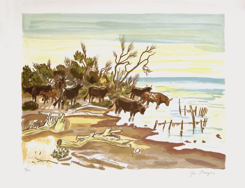 Camargue - manade de taureaux le soir