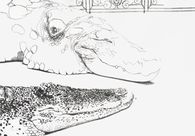 Crocodiles