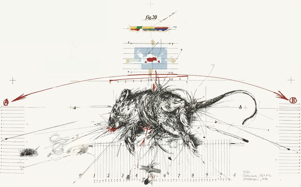 Expérience rat n°20