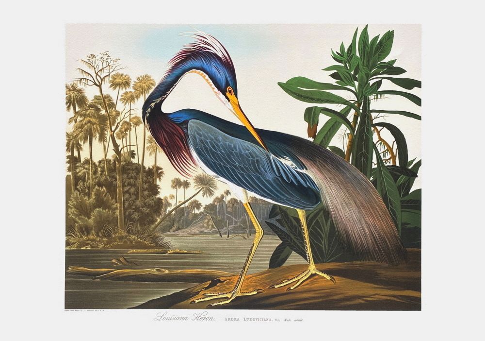 Louisiana Heron