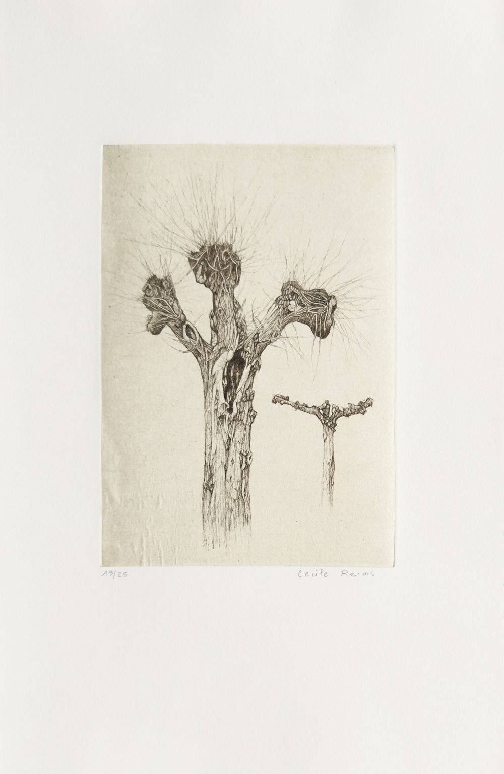 Plaies d'arbres (portfolio de 10 gravures)