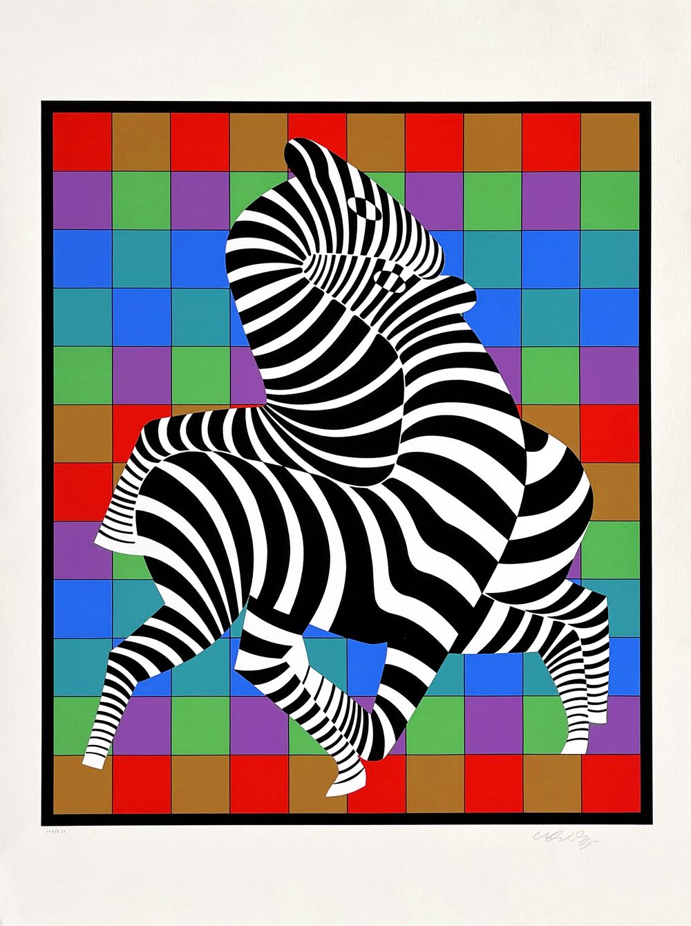 Zebra Zambo