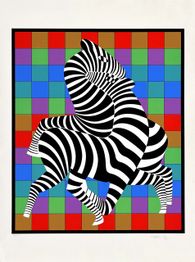 Zebra Zambo