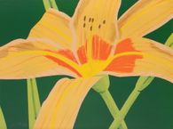 Day lily I