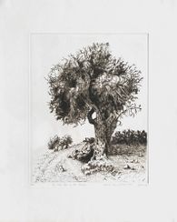 An olive tree in Ein Jarrar