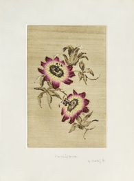Passiflora