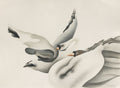 Les cygnes
