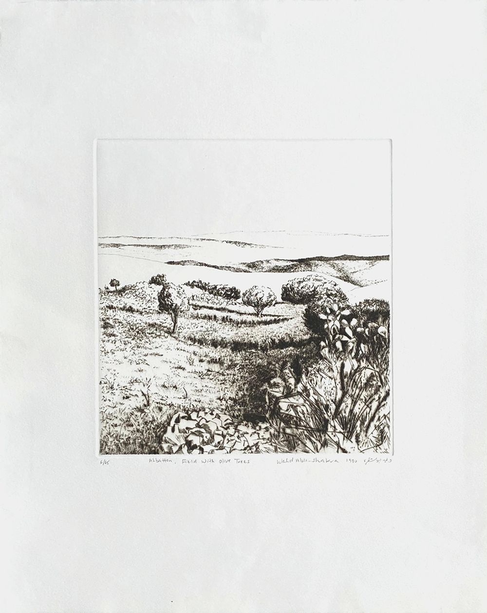 Albatten Field with olive trees