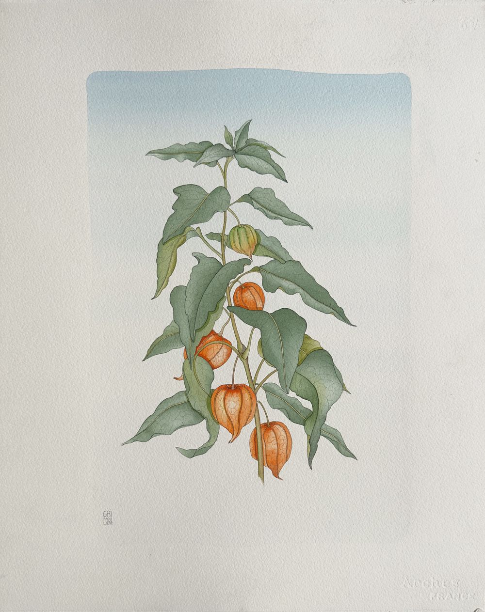 Fleur II