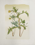 Fleur I