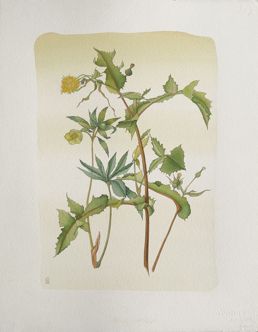 Fleur I