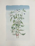 Morelle
