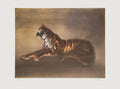 Tigre