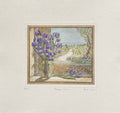 Mauve iris