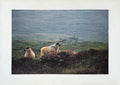 Painted ship Ireland 1956