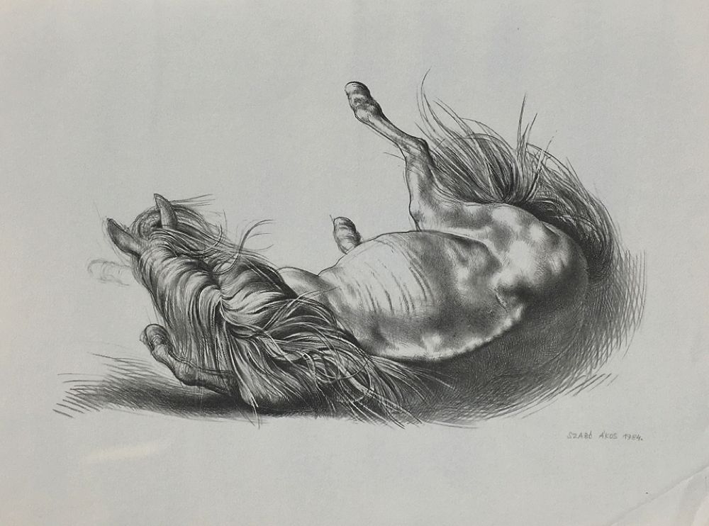 Cheval couché