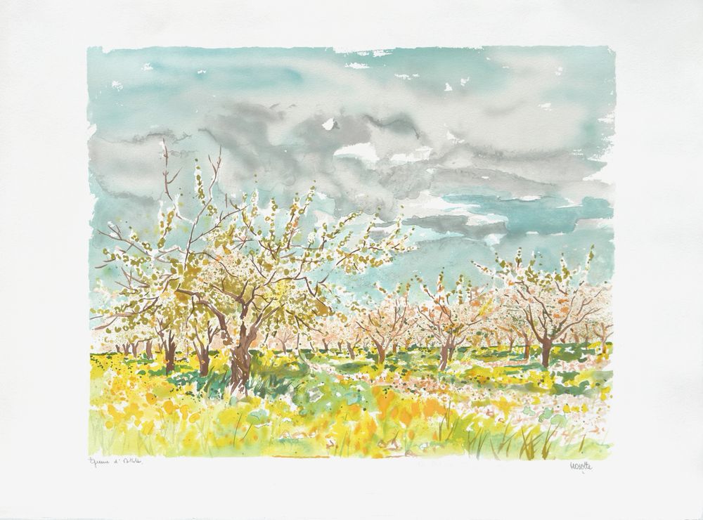 Les cerisiers en fleurs