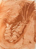 Langosta