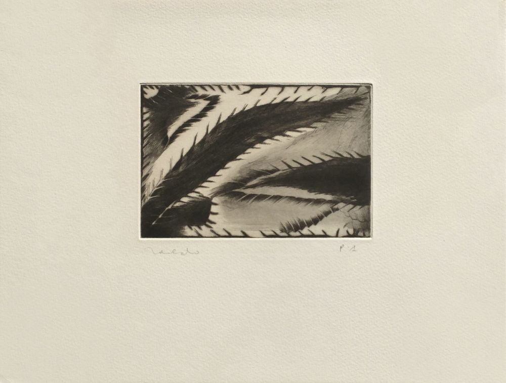 Cactus
