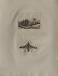 Buffon - Insecte