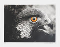 L'aigle