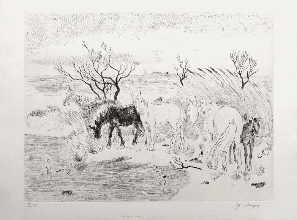Camargue - Chevaux dans les roseaux