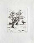 Olive tree on Alraseb