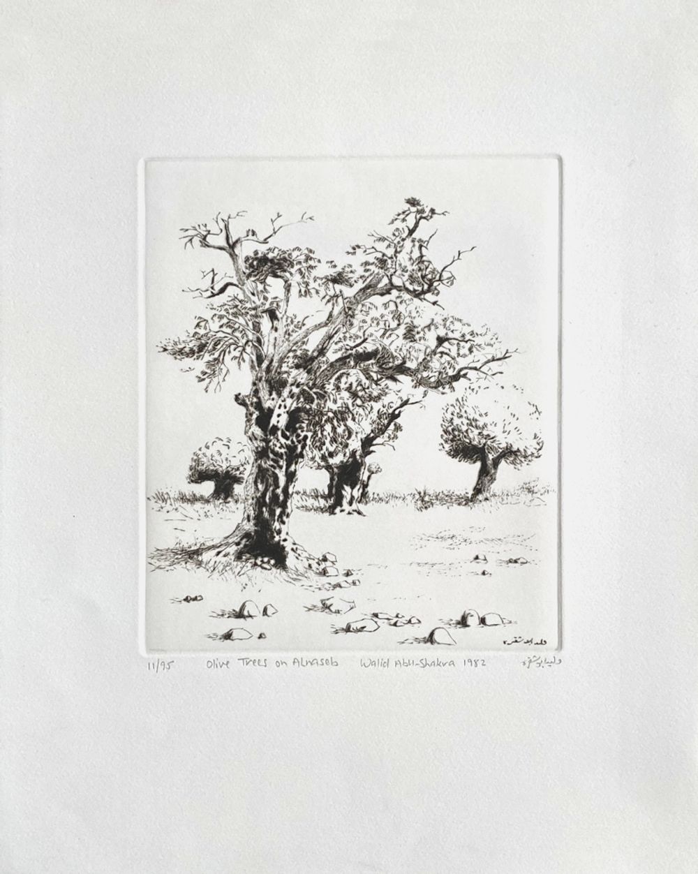 Olive tree on Alraseb