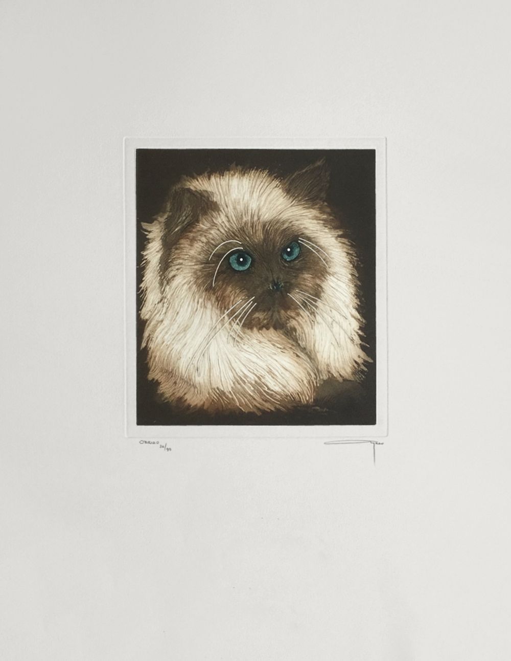 El gato