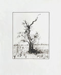an ancient olive tree