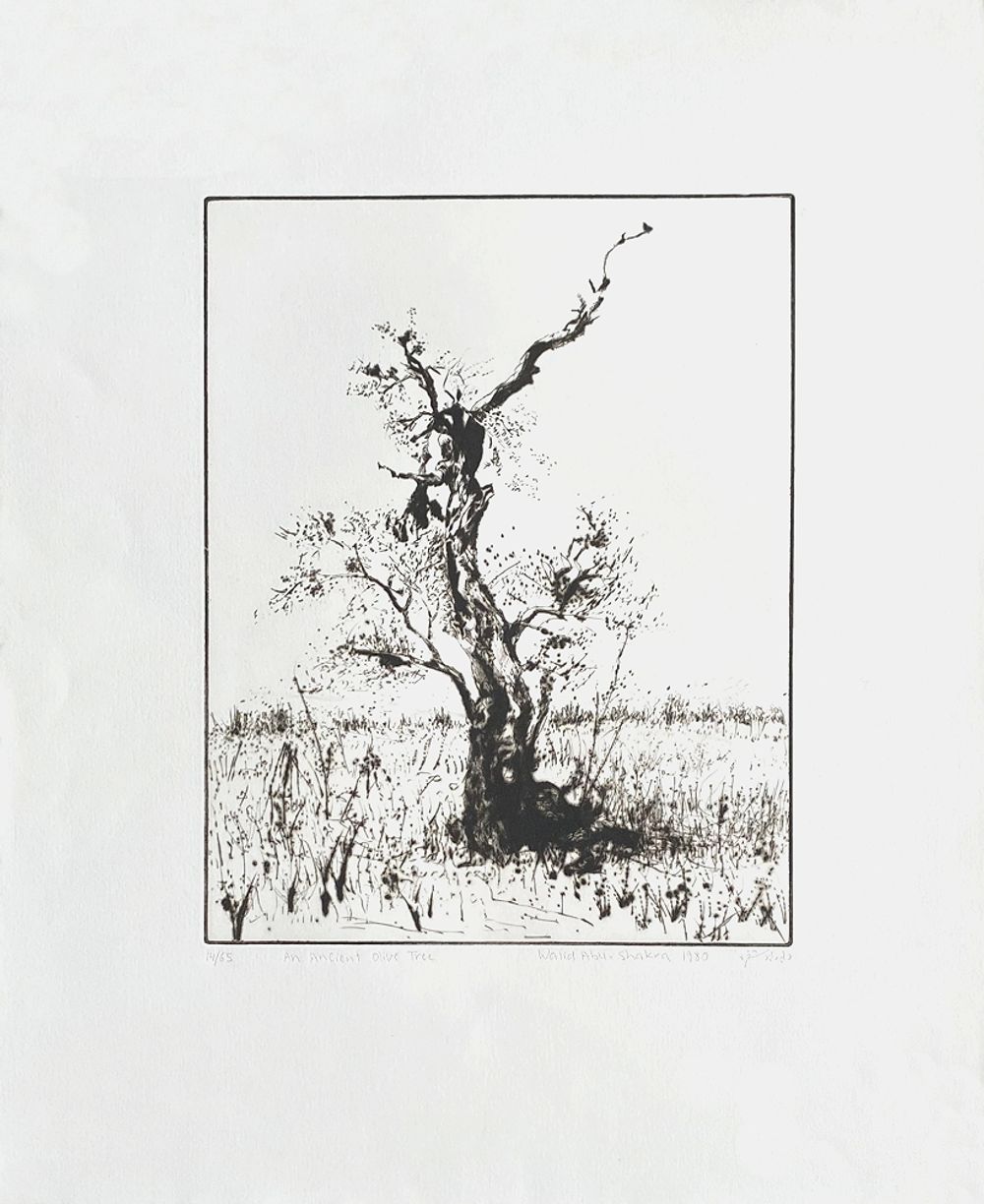 an ancient olive tree