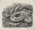 Fruits