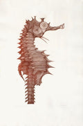 Hyppocampe II