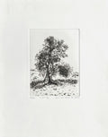 An olive tree