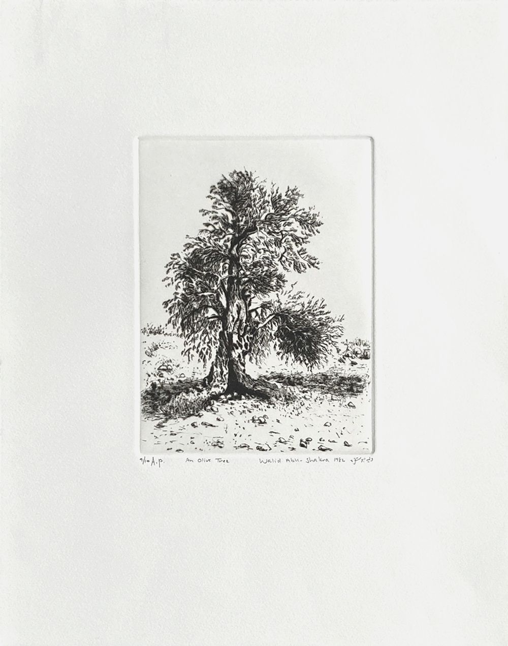 An olive tree