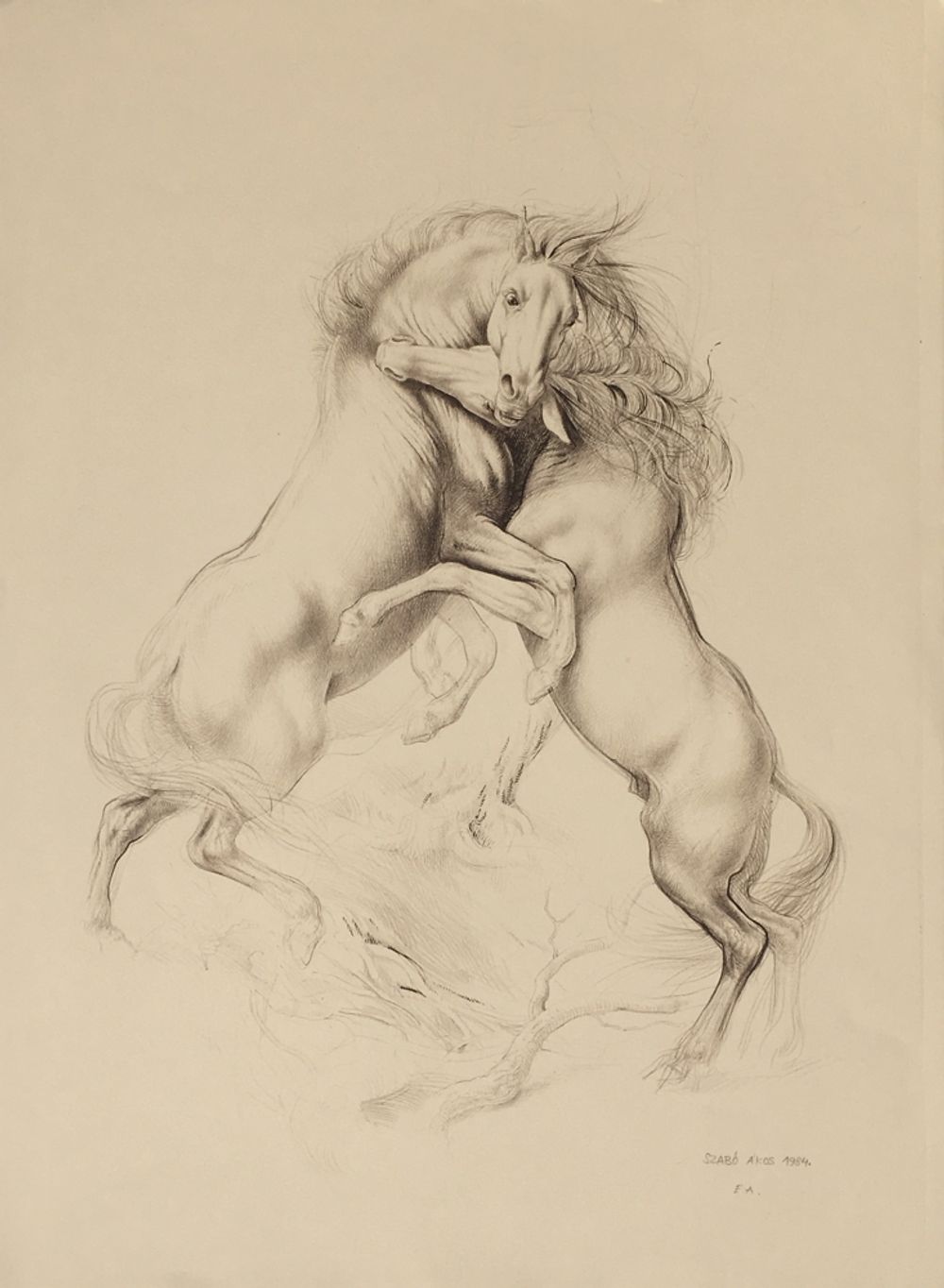 Combat de chevaux