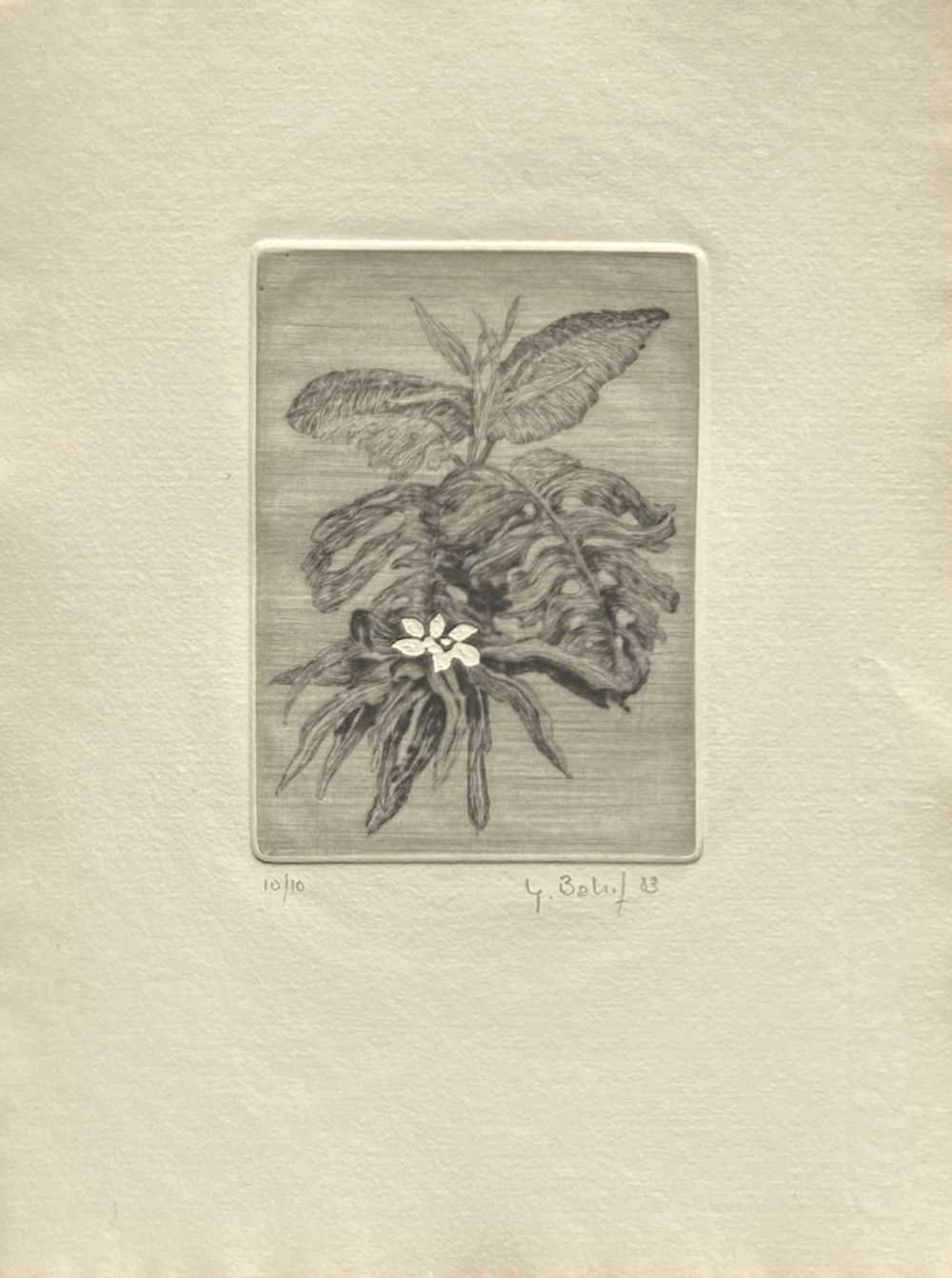 Fleurs NB IX