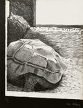 Tortue