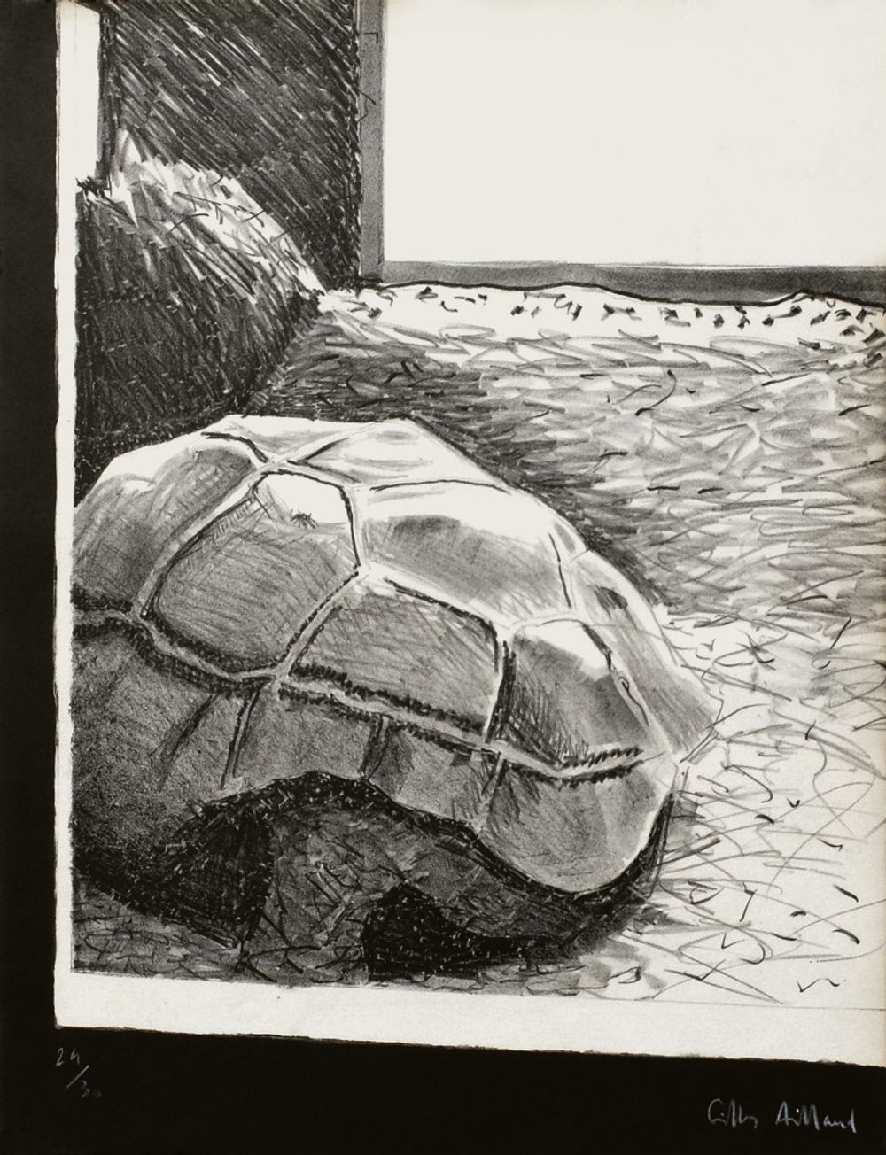 Tortue