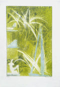 Chlorophylum