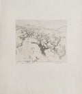 Vignes au mois de mai