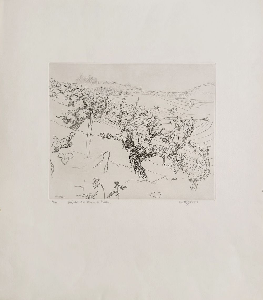Vignes au mois de mai