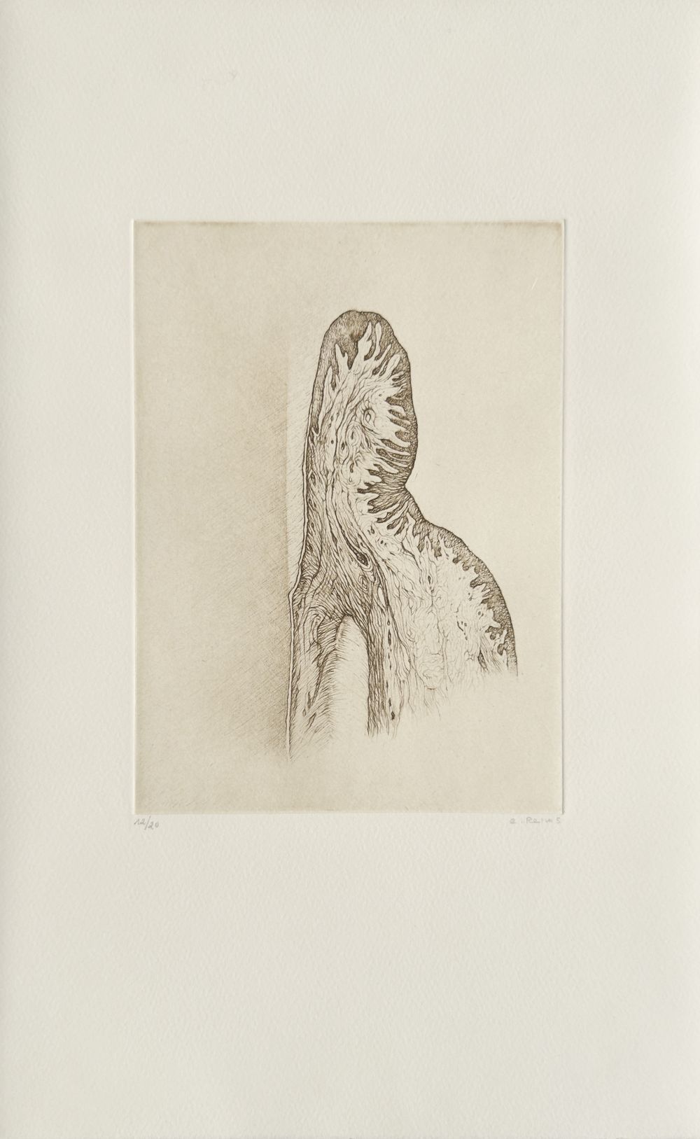 Histoire naturelle IV (portfolio de 5 gravures) — vue 2