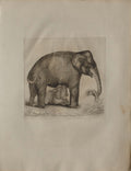 Buffon - Eléphant