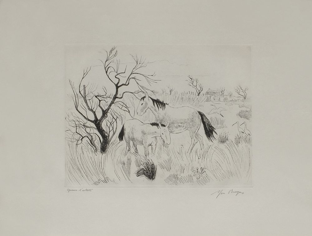 Camargue - Cheval et poulain